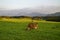 cows grazing by scenic lake Attlesee in the Bavarian Alps, Nesselwang, Allgaeu or Allgau, Germany