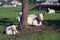 Cows grazing in scenic summer fields