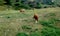 Cows grazing in scenic summer fields   , Carpathian mountains, Kosovo
