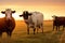 Cows Grazing in the Serene Sunset: Picturesque Rural Landscape.