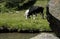 Cows grazing on the shore of a river