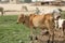 Cows grazing on some grass in a village in Sindh, Pakistan