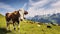 Cows Grazing in the Sun-Kissed Alpine Scenery. Generative AI