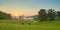 Cows Grazing at Sunrise