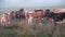 Cows grazing at sunset, Iceland Slow motion