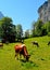 Cows grazing in the Swiss Alps