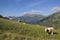 Cows grazing in Swiss Alps