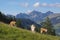 Cows grazing in Swiss Alps