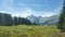 Cows grazing in Swiss Meadows