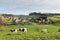 Cows grazing and Tithe Barn in Dorset village of Abbotsbury England UK