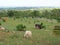 Cows Grazing on traditional pasture, with magnific view to atlantic ocean.