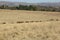 Cows grazing on a tranquil winter`s grass field landscape with scattered Pine trees under a blue sky