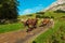 Cows grazing in a typical Alpine landscape