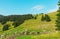 Cows grazing in a typical Alpine landscape