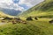 Cows grazing in a valley in Norway