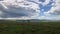 Cows grazing in a vast field on a sunny summer day