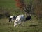 Cows Grazing on a Vermont Farm