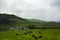 Cows grazing on vibrant green field