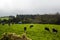 Cows grazing on vibrant green field