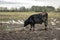 Cows grazing in a wet muddy field Worcestershire UK