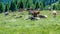 Cows on a green field with beautiful scenery at Ultimo Valley, South Tyrol, Italy