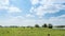 Cows green field and cloudy sky