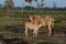 Cows on green field in evening.