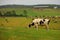 Cows on the green field and farm landscape Victoria, Australia