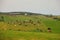 Cows on the green field and farm landscape Victoria, Australia