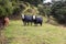 Cows at a green field with trees on background