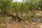 Cows in the green forest eat grass in a pile of plastic, glass and paper garbage,