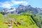 Cows on green hills in Swiss Alps near Kandersteg. Rocks and mountains in background. Switzerland summer. Alpine landscape. Sunny