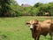 Cows on green lawn in the farm.