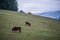 Cows on a green lawn in the mountains