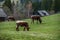 Cows on a green lawn in the mountains