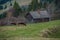 Cows on a green lawn in the mountains