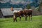 Cows on a green lawn in the mountains