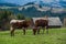 Cows on a green lawn in the mountains