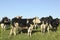 Cows on green meadow and blue sky.