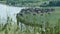 Cows on Green Meadow near the River. Cows grazing on pasture. Domestic cattle