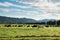 Cows in green meadow in Springfield, West Coast, South Island, N
