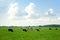 Cows on green pasture