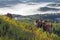 Cows in green plateau with beautiful houses rural and magic fog at the sunrise