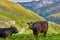 Cows at Grossglockner alpine road on an autumn day