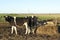 Cows in Group Latin American pampas.