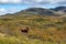 Cows group on wild autumn mountains fields pasture