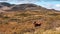 Cows group on wild autumn mountains fields pasture