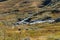 Cows group on wild autumn mountains fields pasture