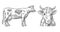 Cows. Hand drawn in a graphic style. Vintage engraving illustration for info graphic, poster, web. Isolated on white backgr
