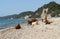 Cows have a rest by the sea on the beach